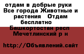 отдам в добрые руки - Все города Животные и растения » Отдам бесплатно   . Башкортостан респ.,Мечетлинский р-н